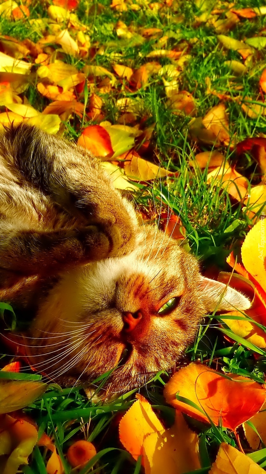 Kotek w jesiennych liściach