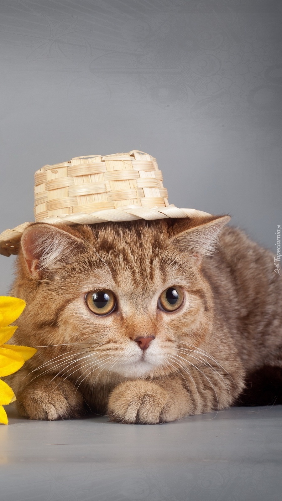 Kotek w kapeluszu