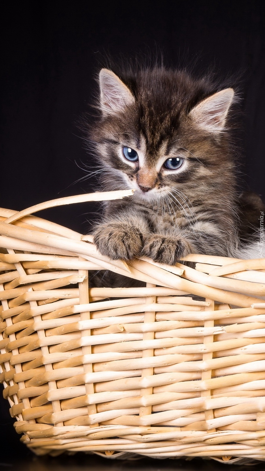 Kotek w koszyku