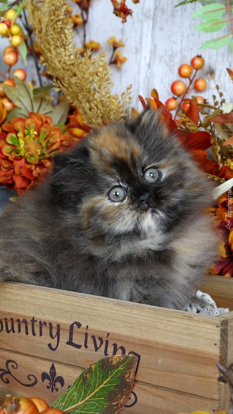 Kotek w skrzynce z jesiennymi kwiatami