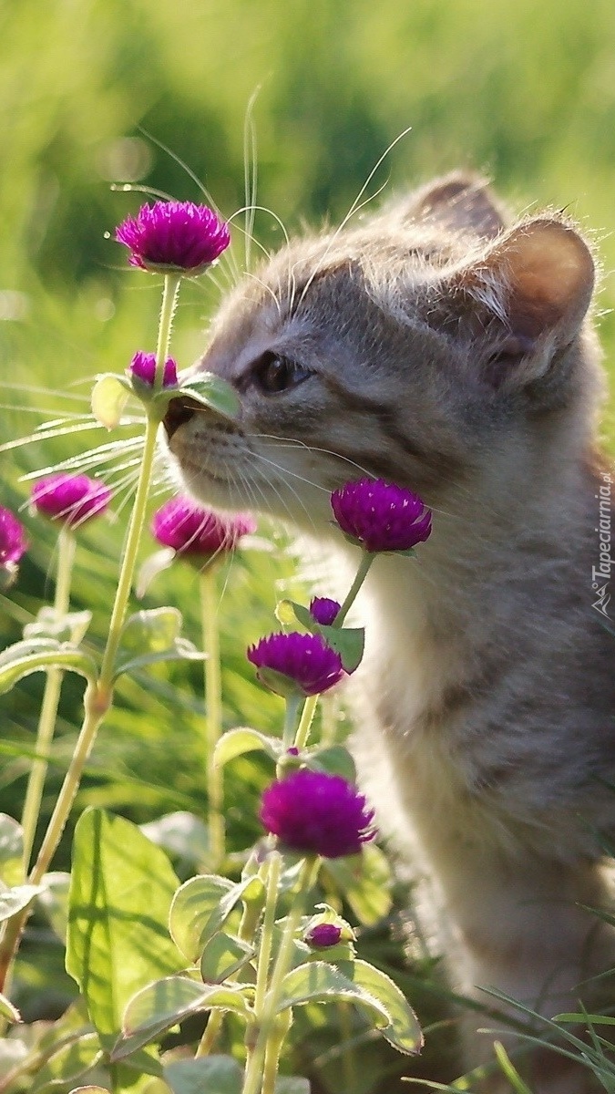 Kotek wąchający kwiaty na łące