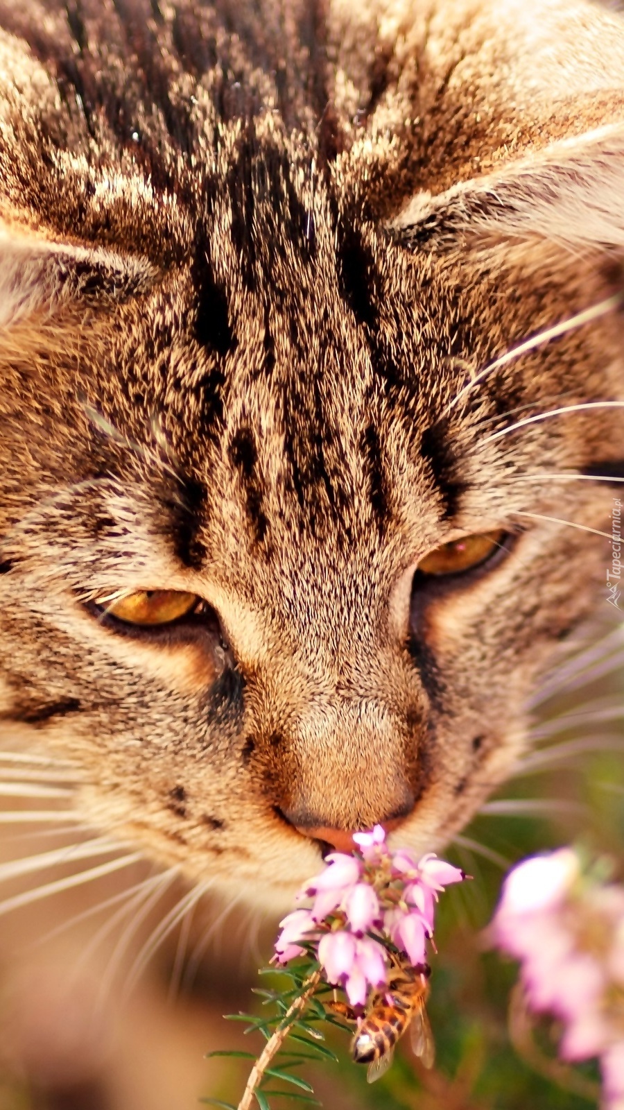 Kotek wąchający kwiaty