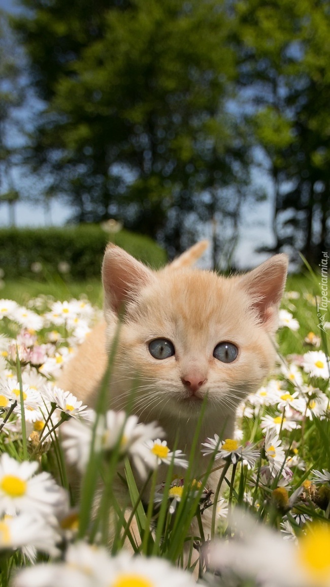 Kotek wśród kwiatów na łące