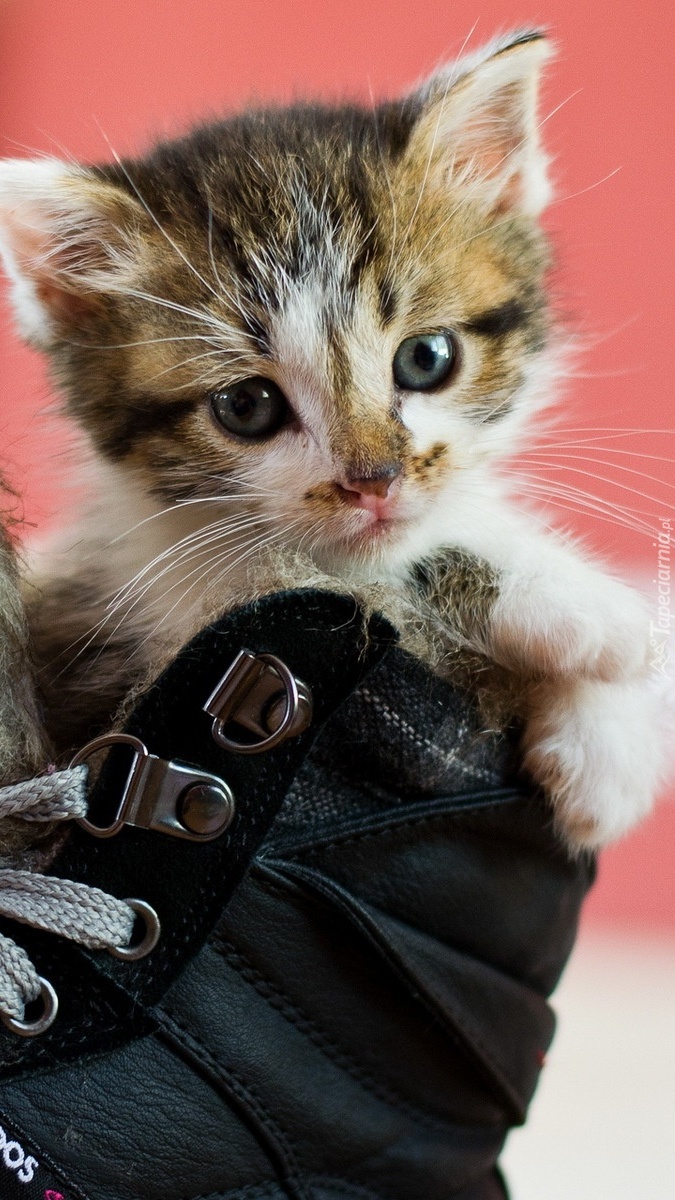 Kotek wyglądający z buta