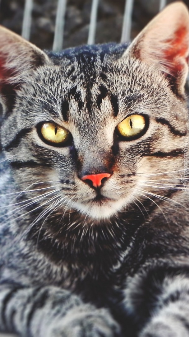 Kotek z czerwonym noskiem