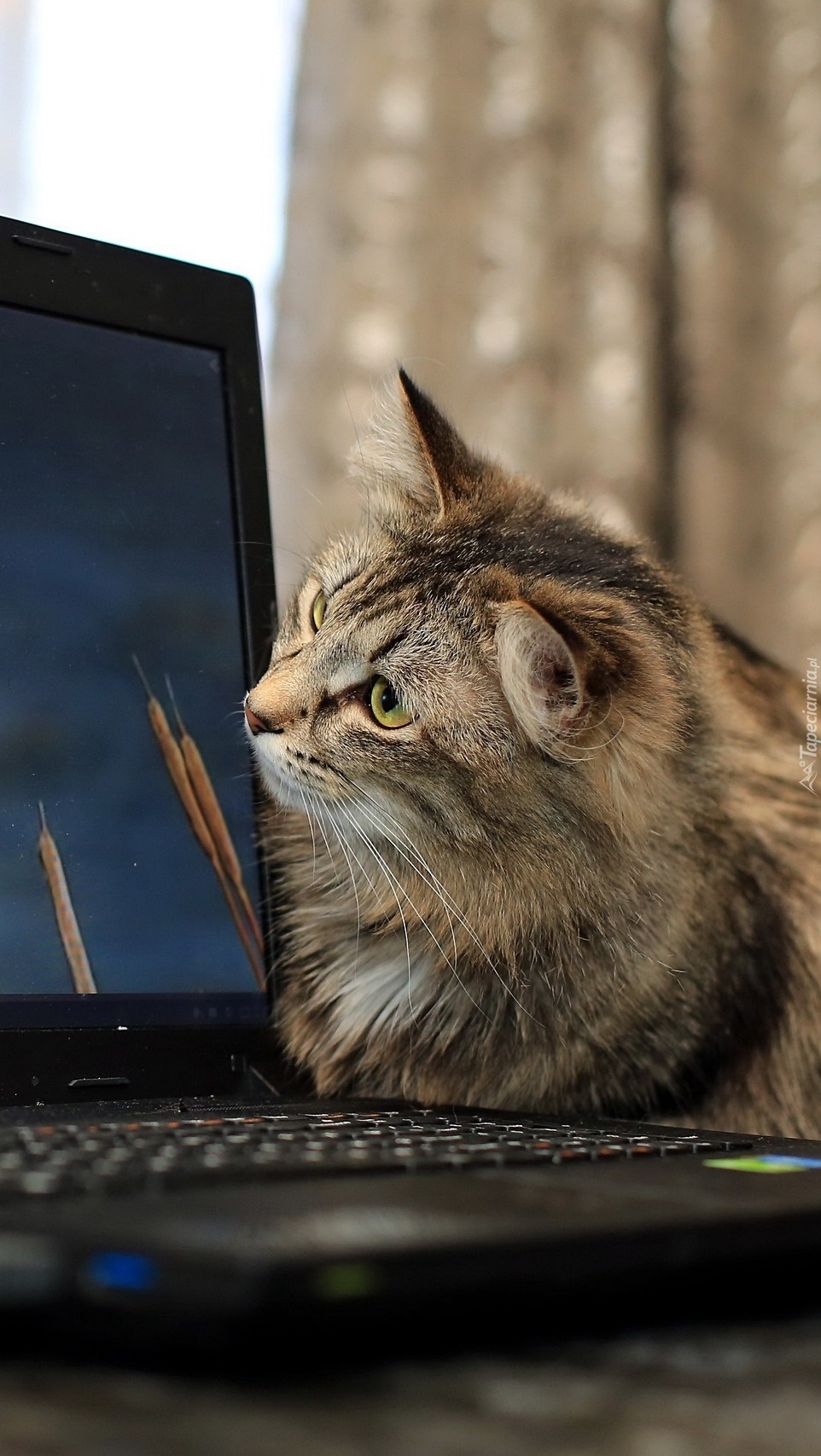 Kotek zainteresowany laptopem