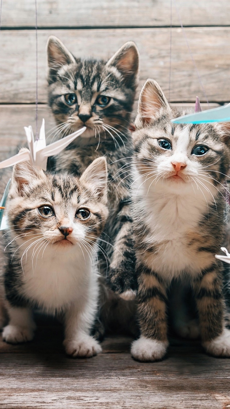 Четверо кошек. Три кошки. Четыре котенка. Трое котят. Четверо котят.