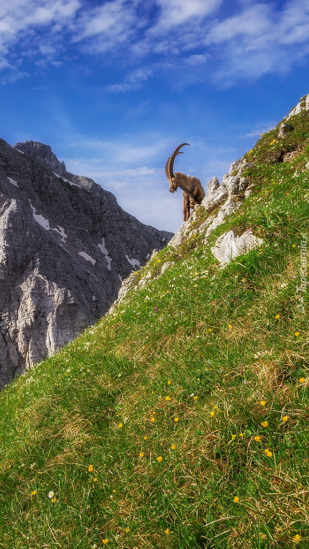 Koziorożec alpejski na skale