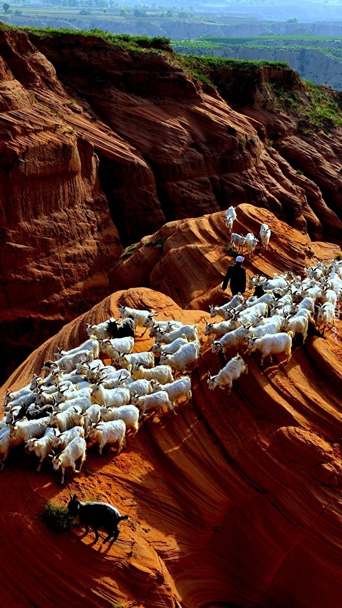 Kozy na skałach
