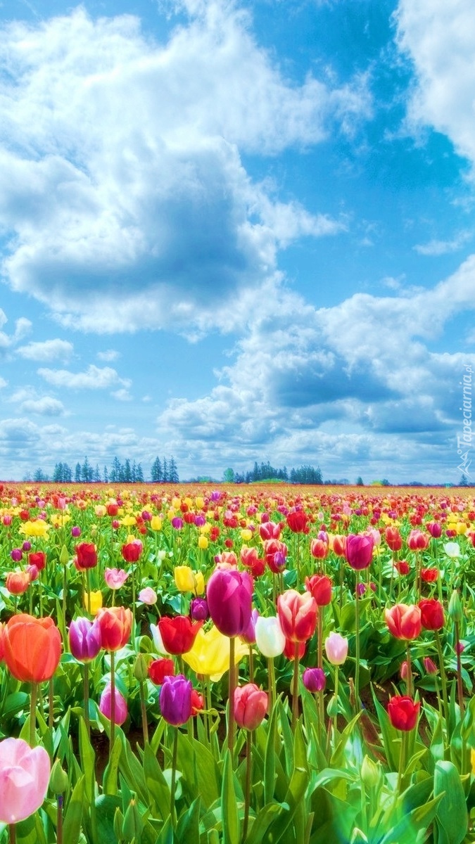 Kraina tulipanów