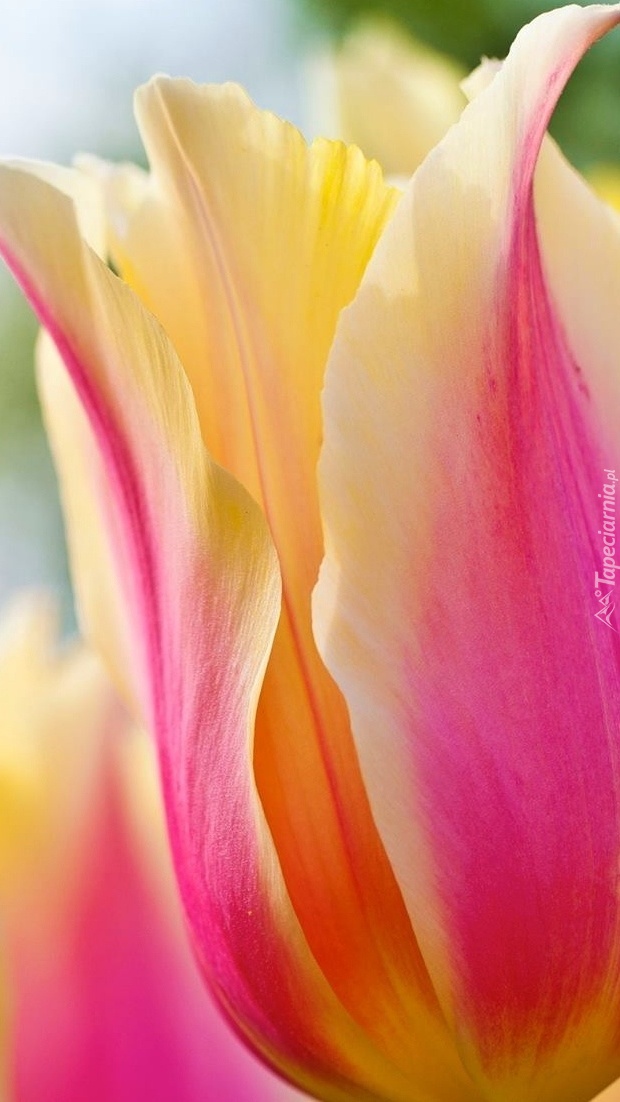 Kremowo-różowy tulipan
