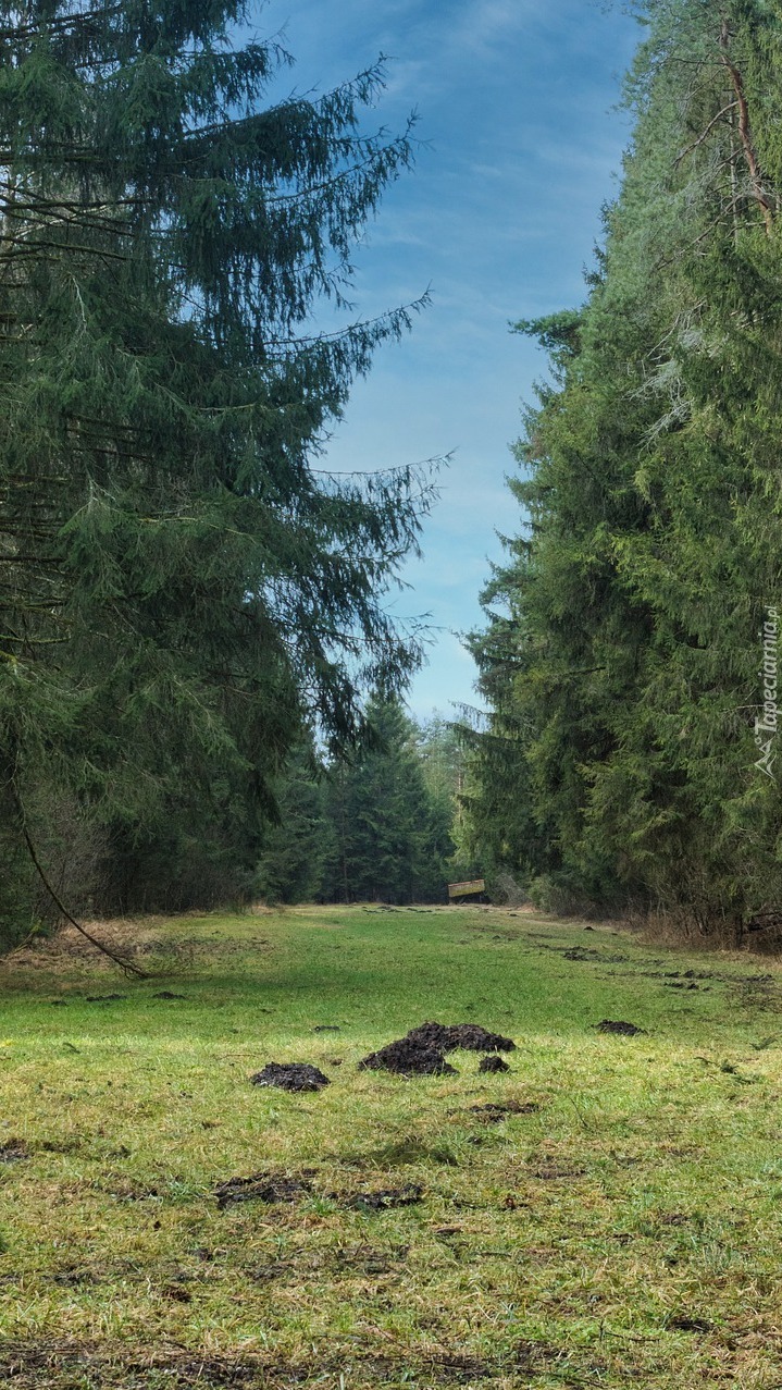 Kretowiska na polanie