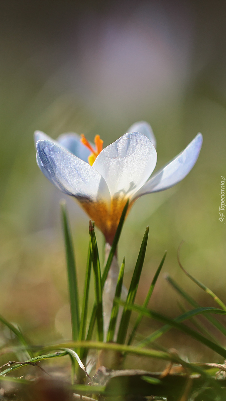 Krokus