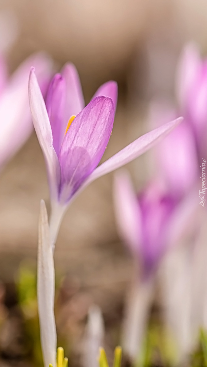 Krokus