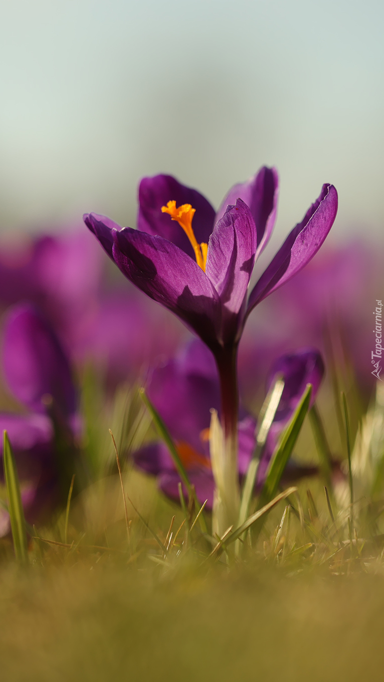 Krokus fioletowy