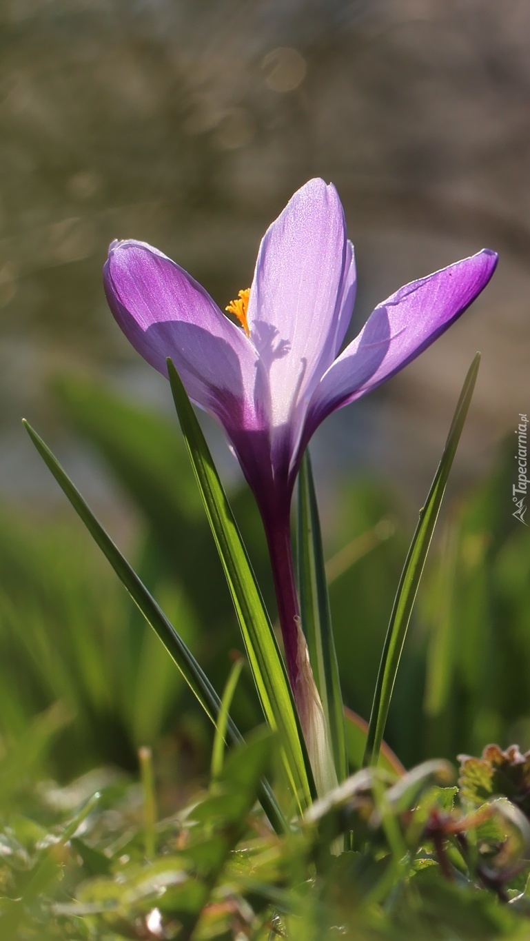 Krokus fioletowy