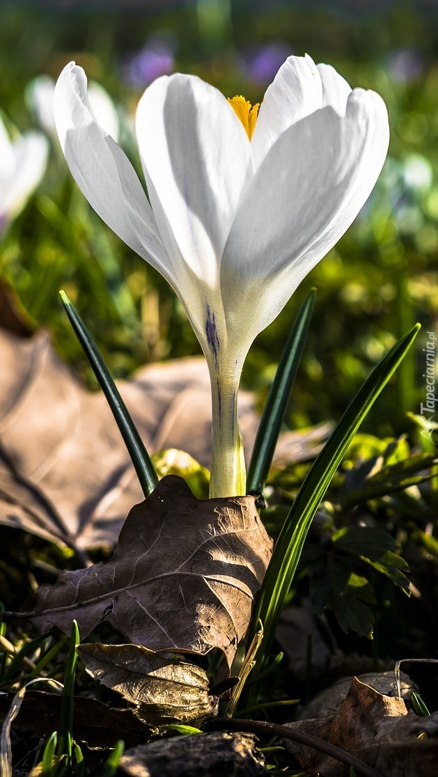 Krokus otulony suchym liściem