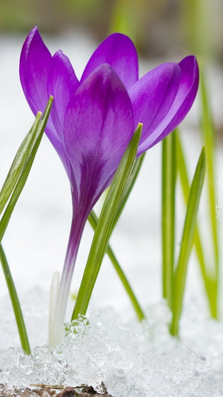 Krokus w śniegu