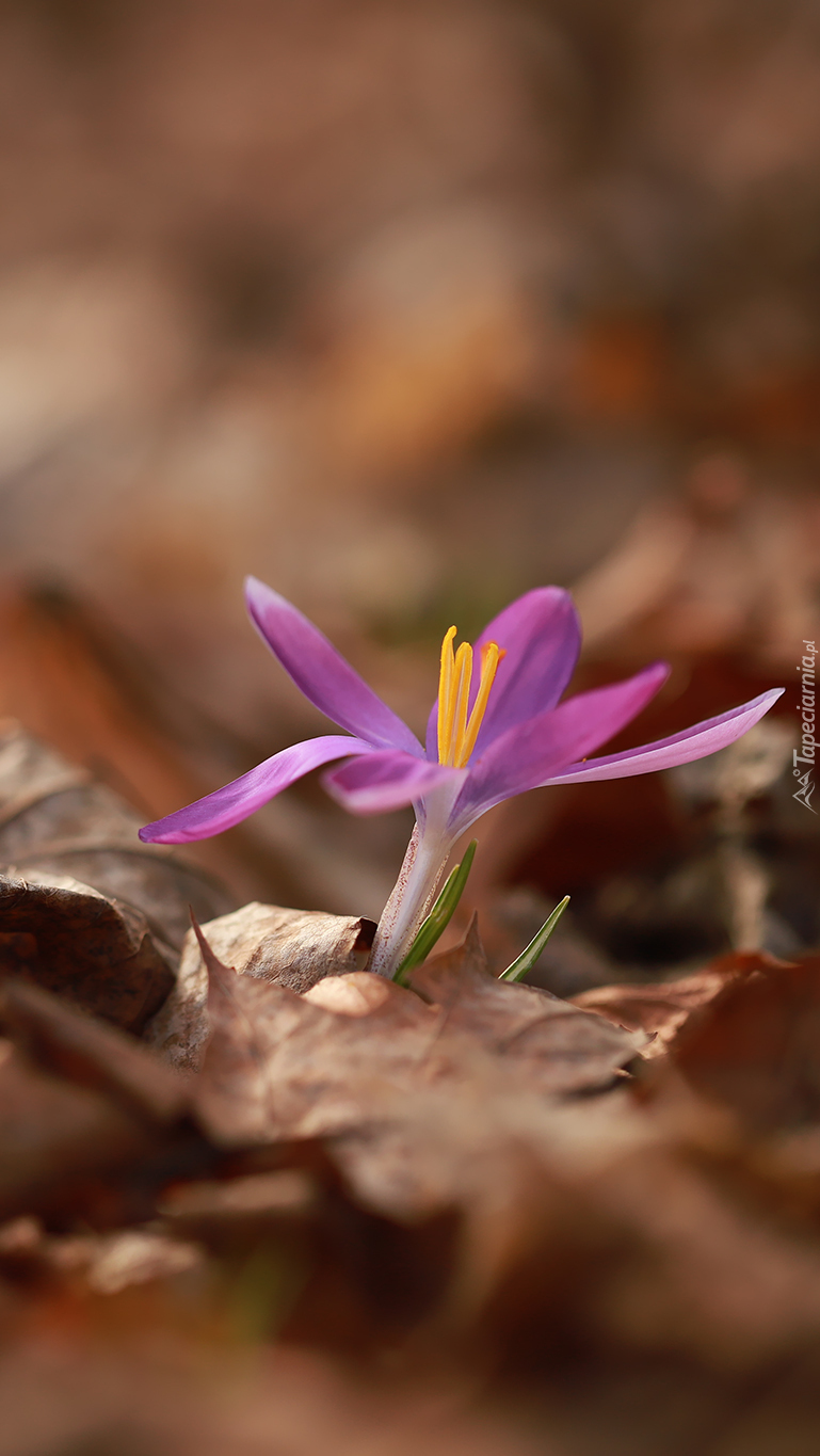 Krokus w suchych liściach