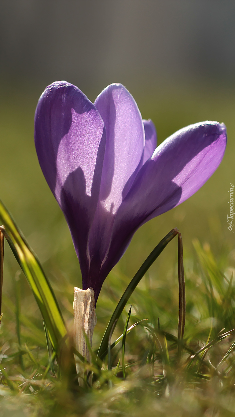 Krokus w świetle słońca