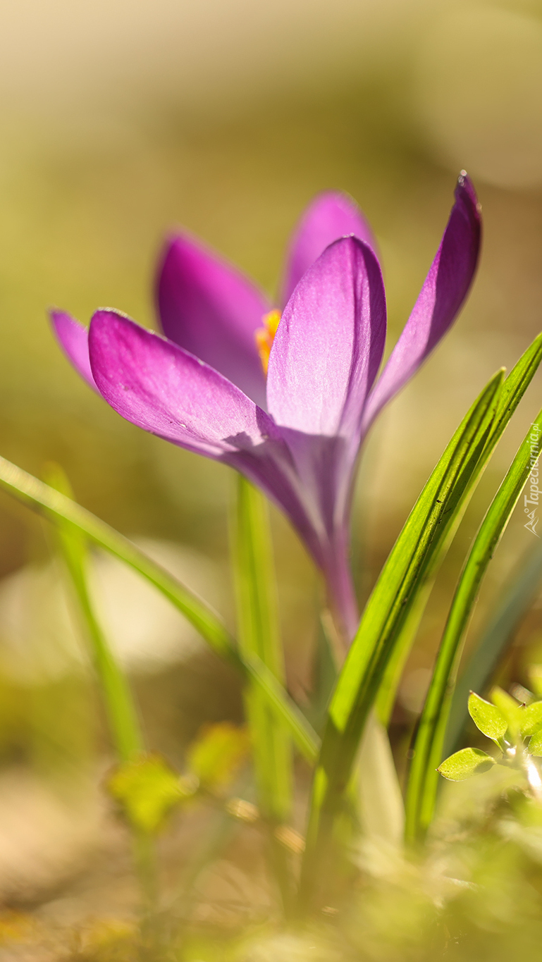 Krokus w zbliżeniu