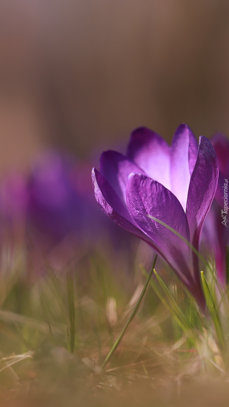 Krokus w zbliżeniu