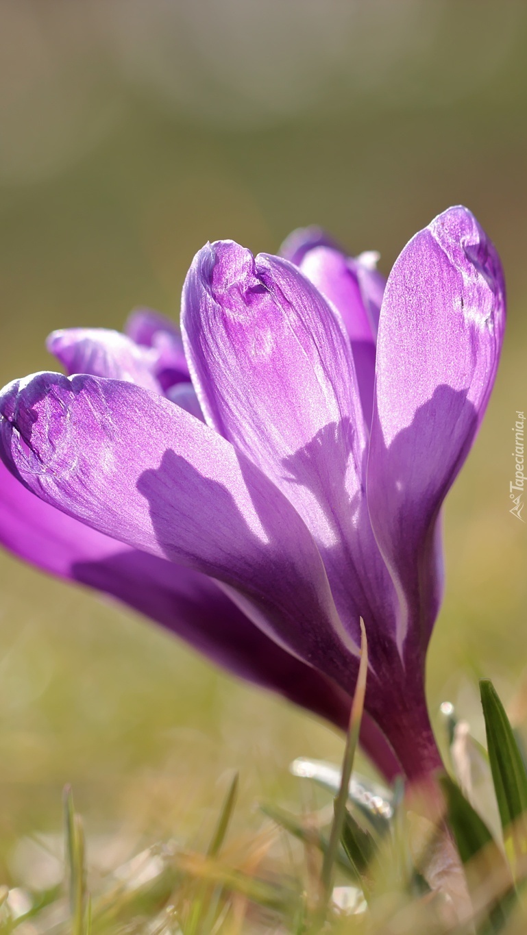 Krokus z cieniem