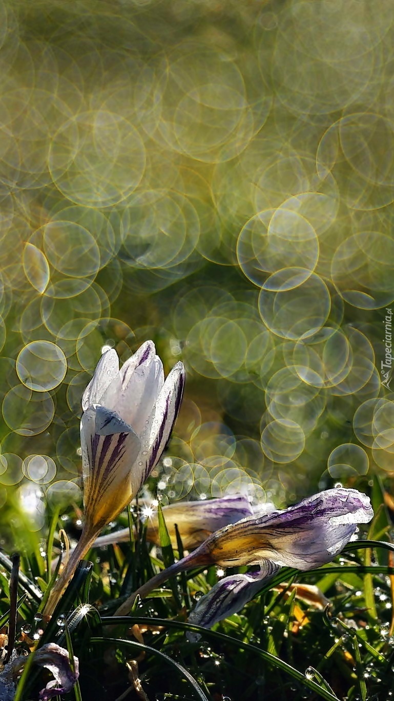 Krokusy w bokeh