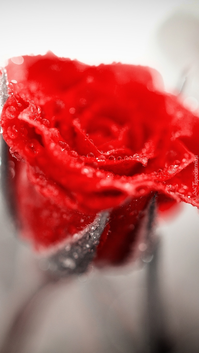 Kropelki rosy na czerwonej róży