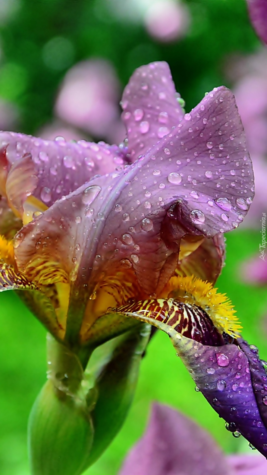 Krople deszczu na kolorowym kwiecie irysa