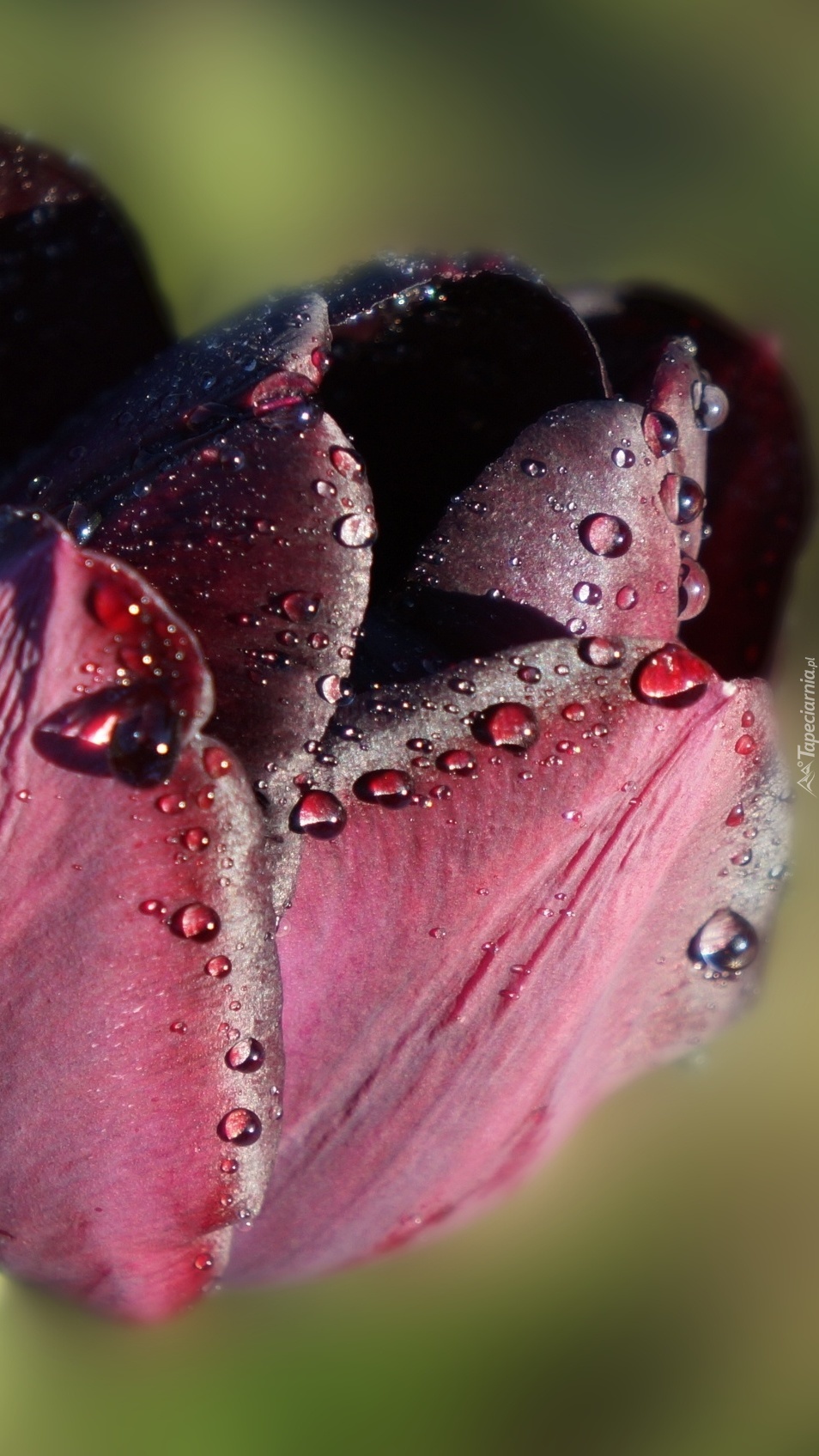 Krople deszczu na tulipanie