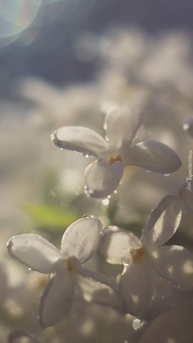 Krople na kwiatach białego bzu