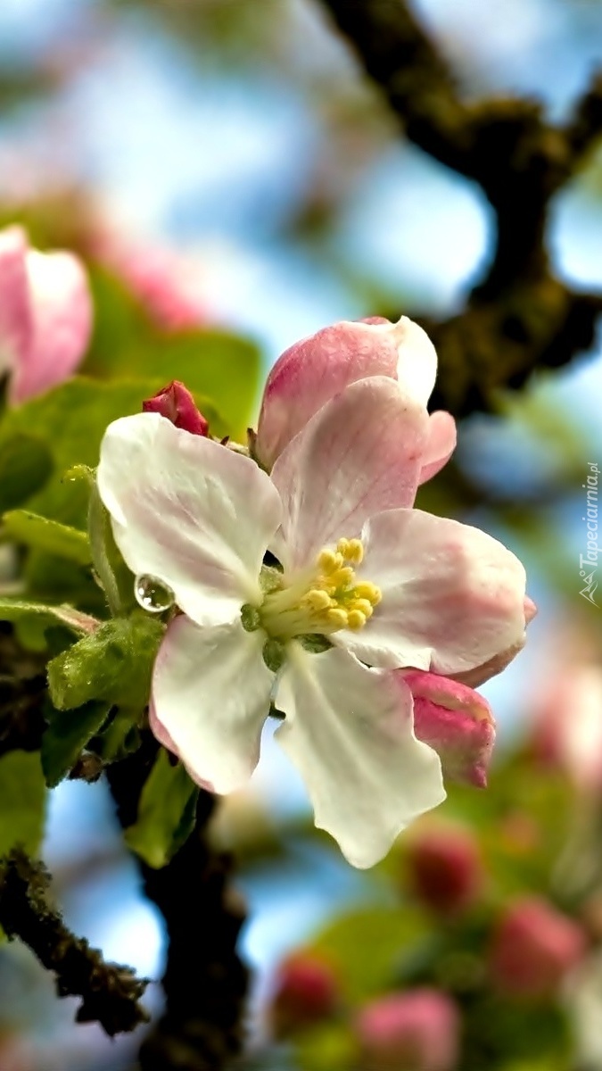 Krople rosy na kwitnącej jabłoni
