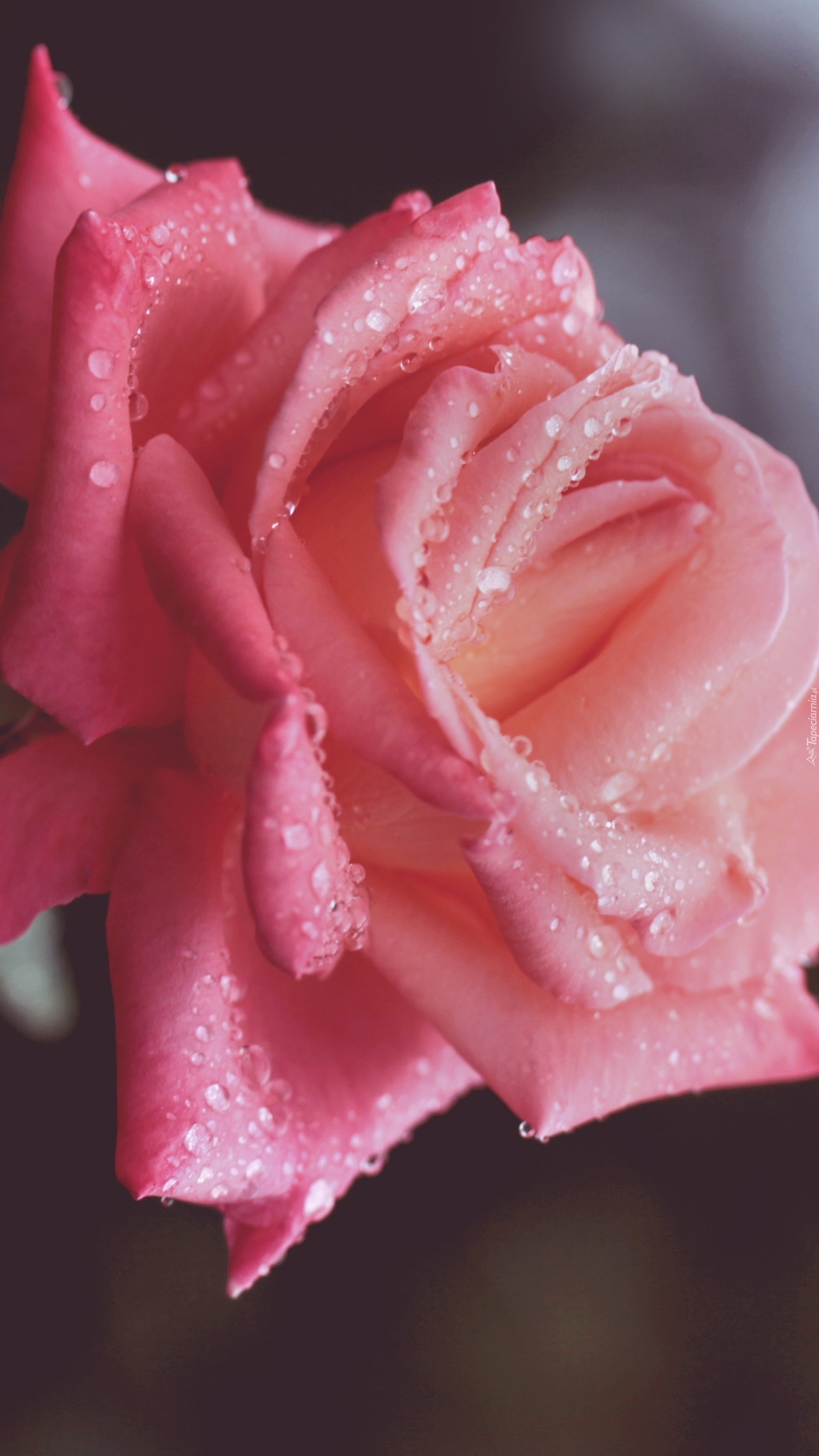Krople rosy na płatkach różowej róży