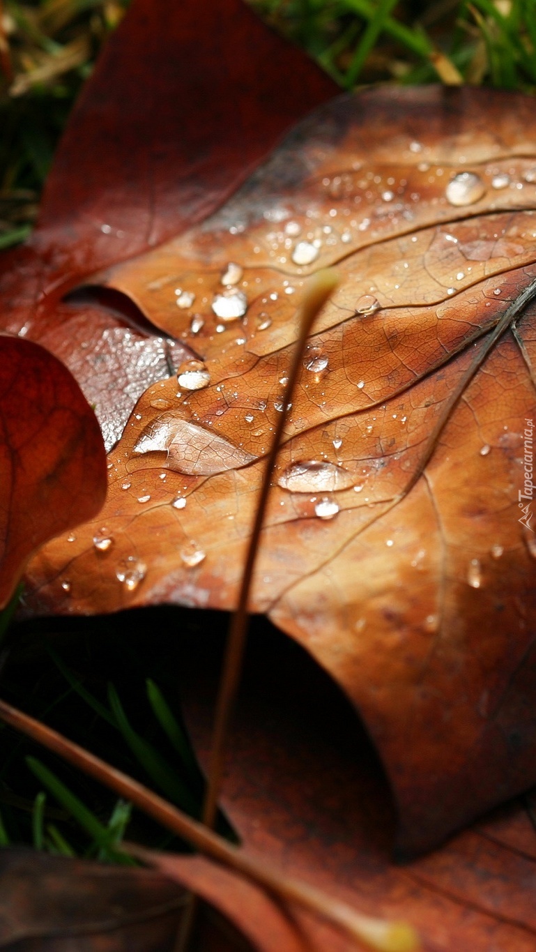 Krople wody na brązowych jesiennych liściach