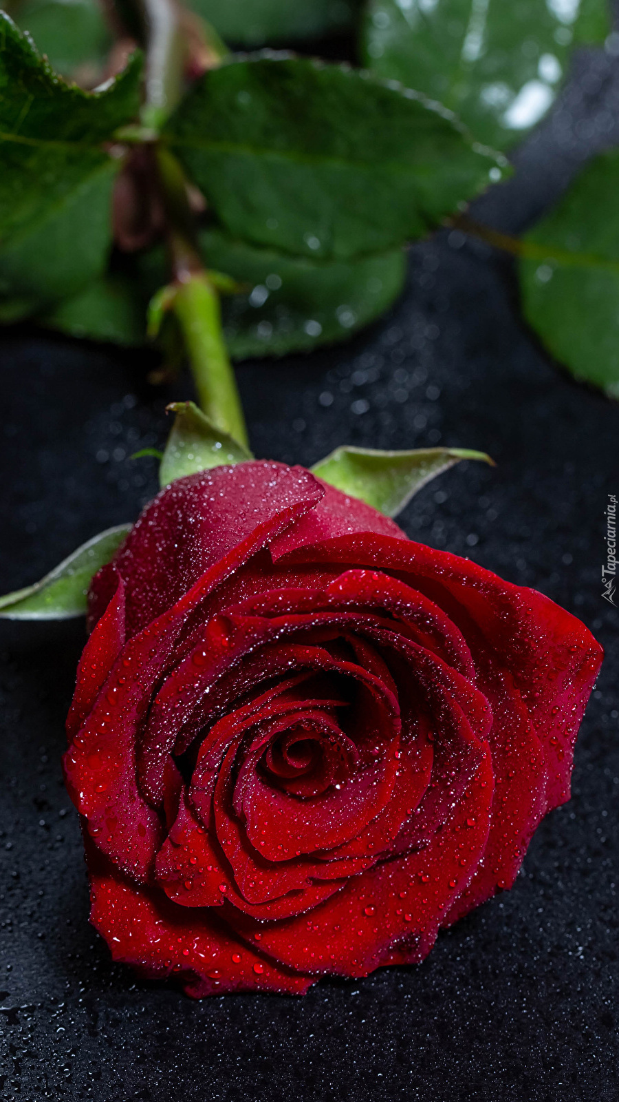 Krople wody na czerwonej róży