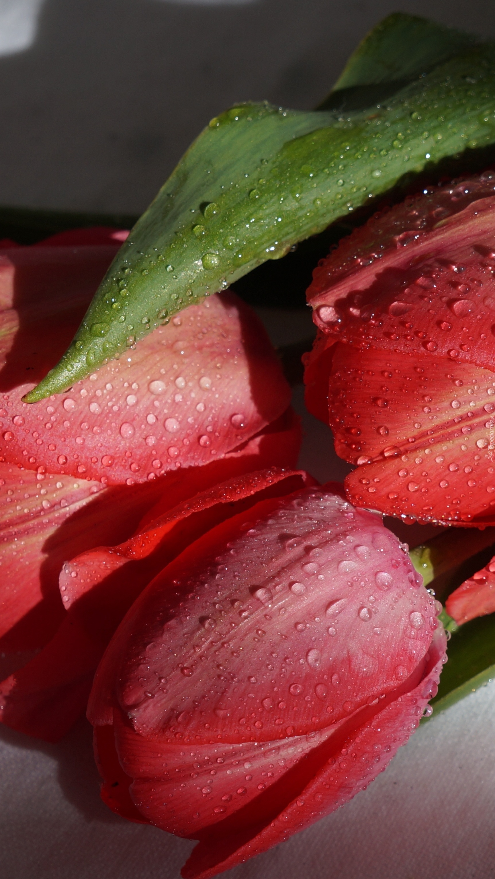 Krople wody na czerwonych tulipanach