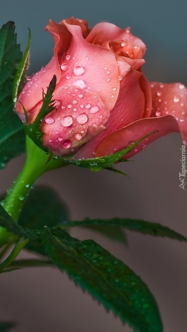 Krople wody na róży