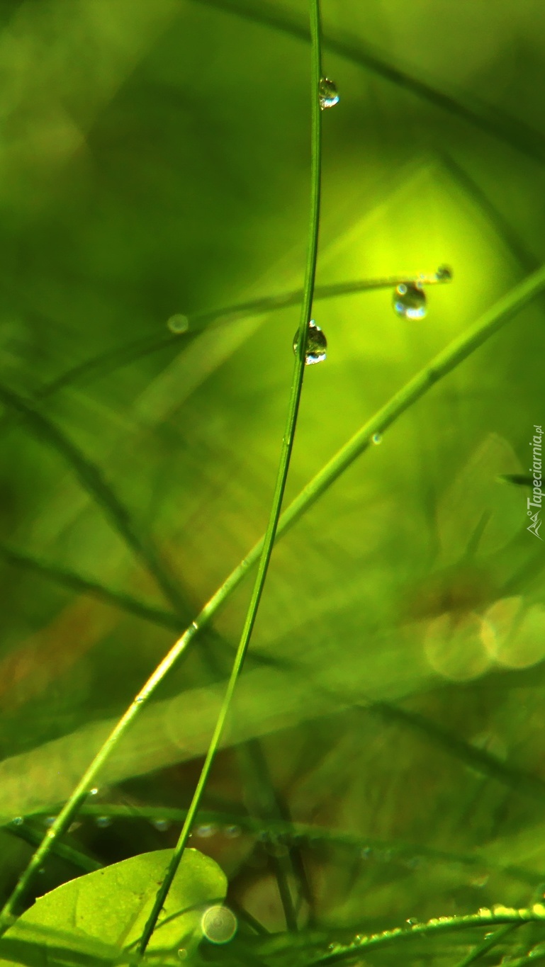 Krople wody na źdźbłach trawy w bokeh