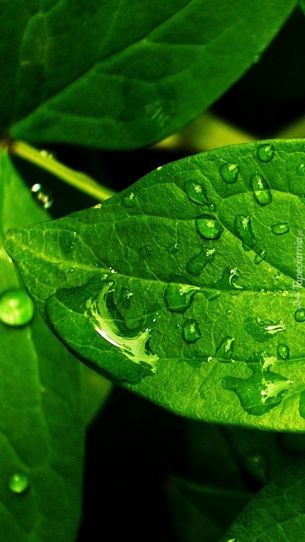 Krople wody na zielonych liściach