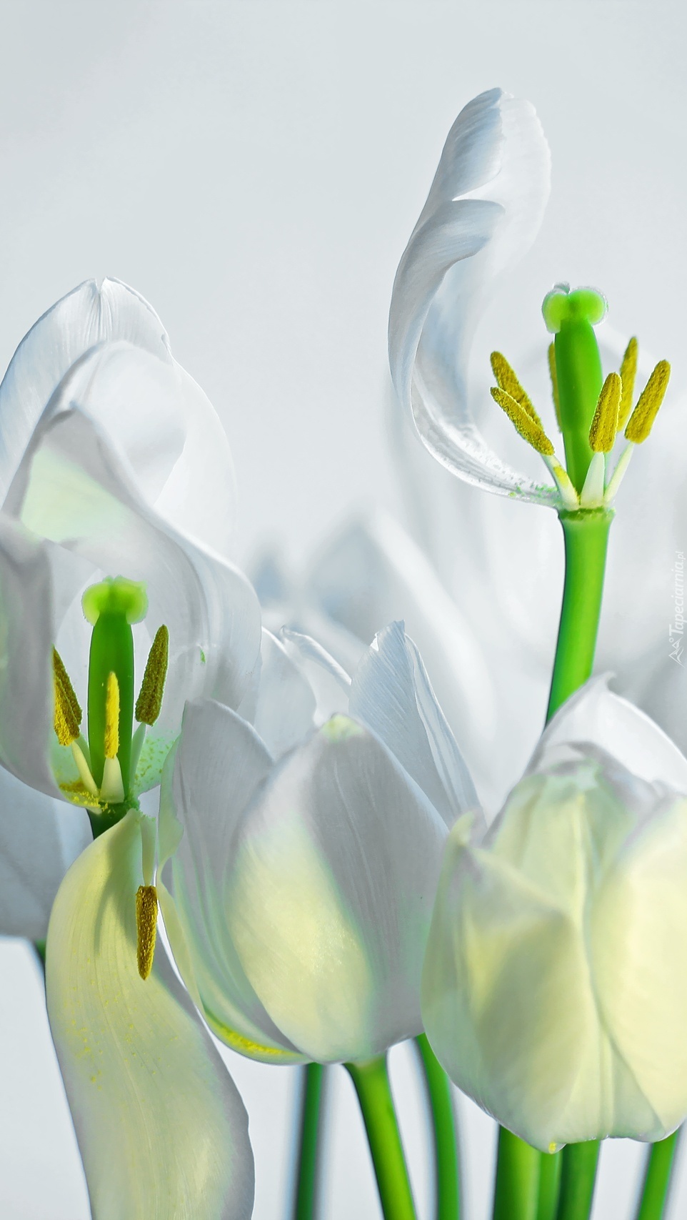 Krótki żywot białych tulipanów