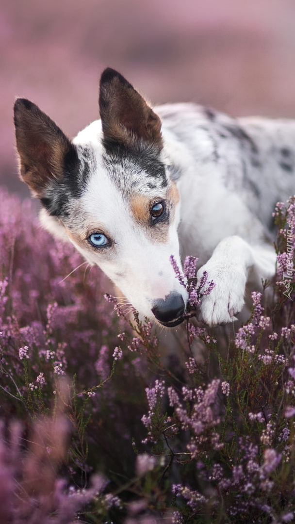 Krótkowłosy border collie