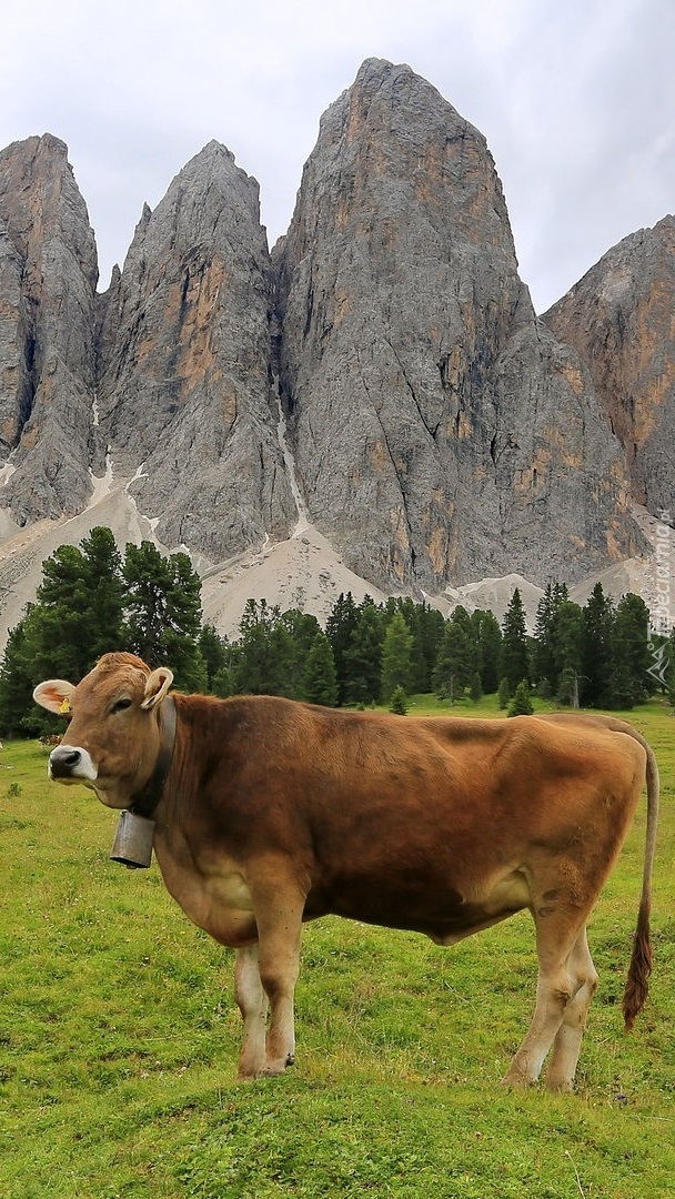 Krowa na górskiej łące