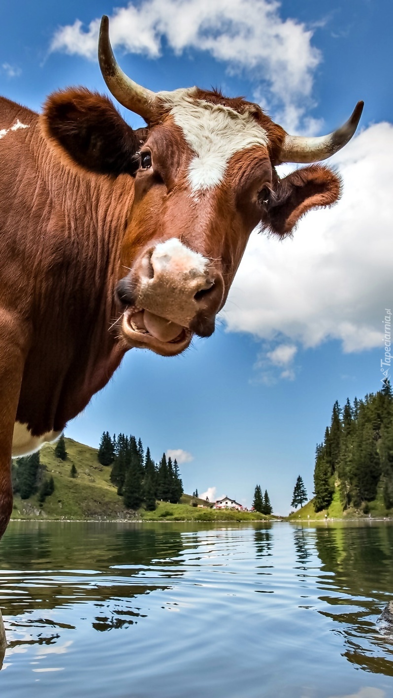 Krowa nad wodą
