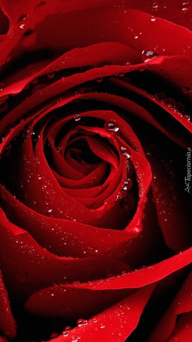 Krwista róża z bliska
