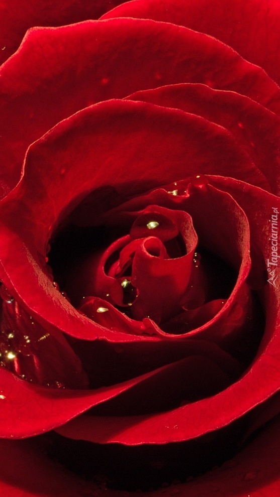 Krwisty kolor róży