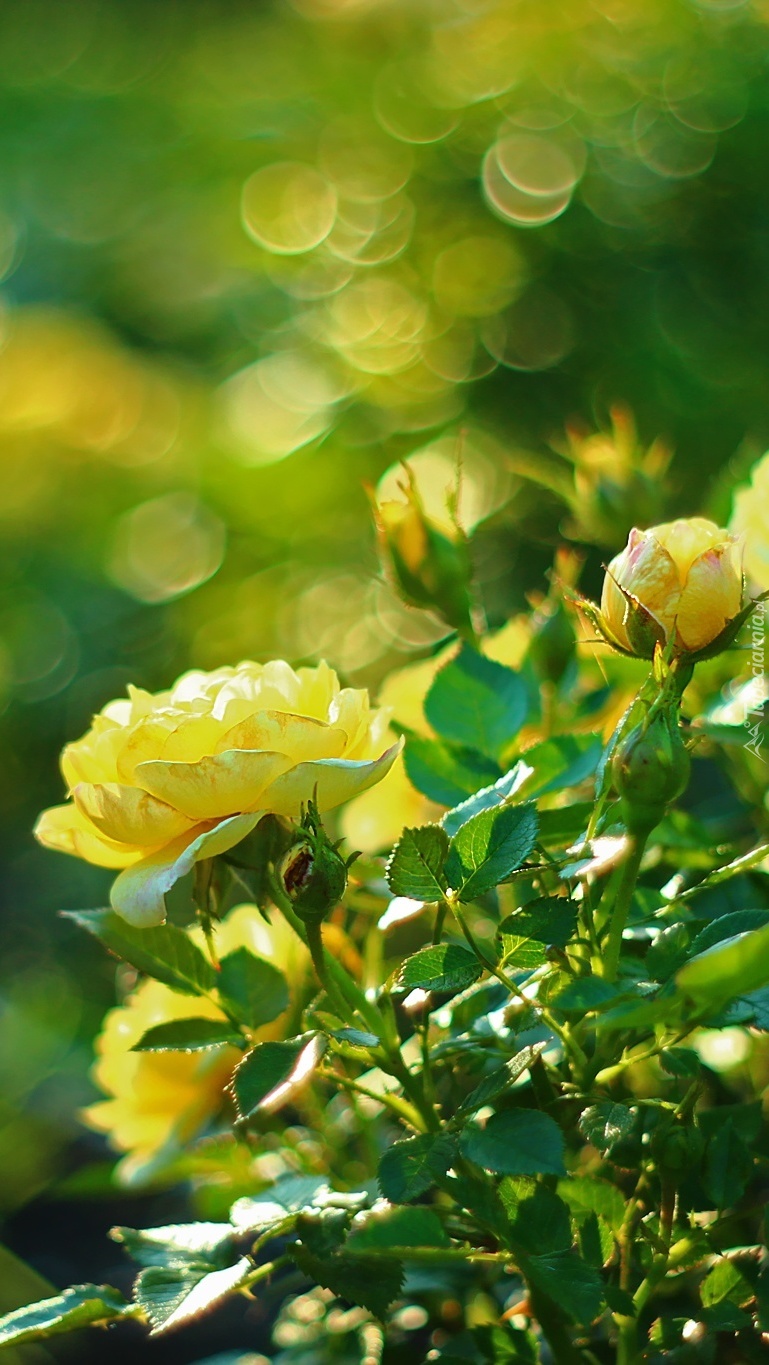 Krzak żółtej róży w bokeh