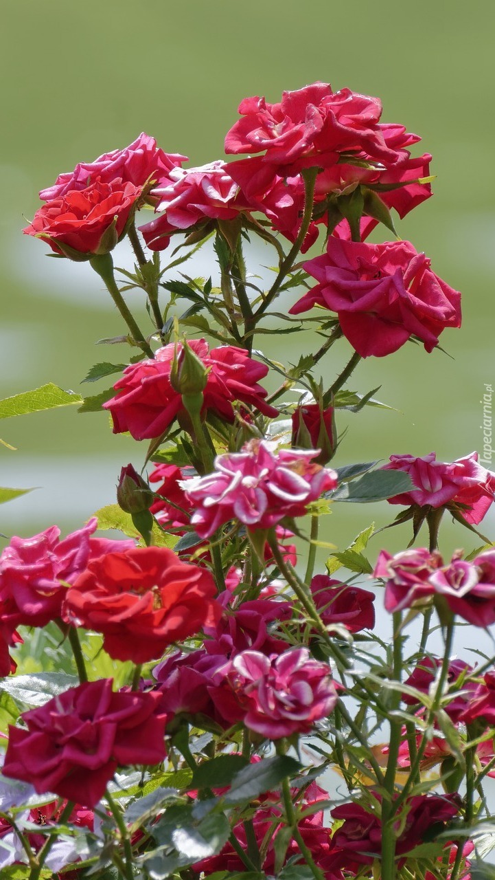 Krzew czerwonych róż z pąkami