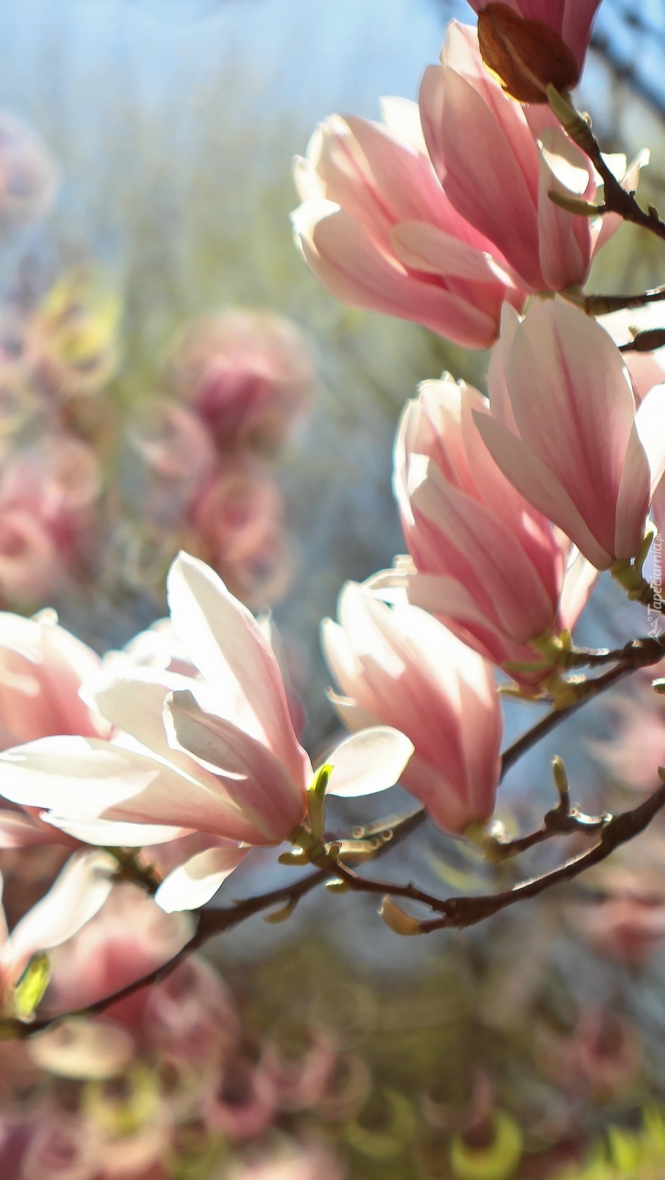 Krzew kwitnącej magnolii
