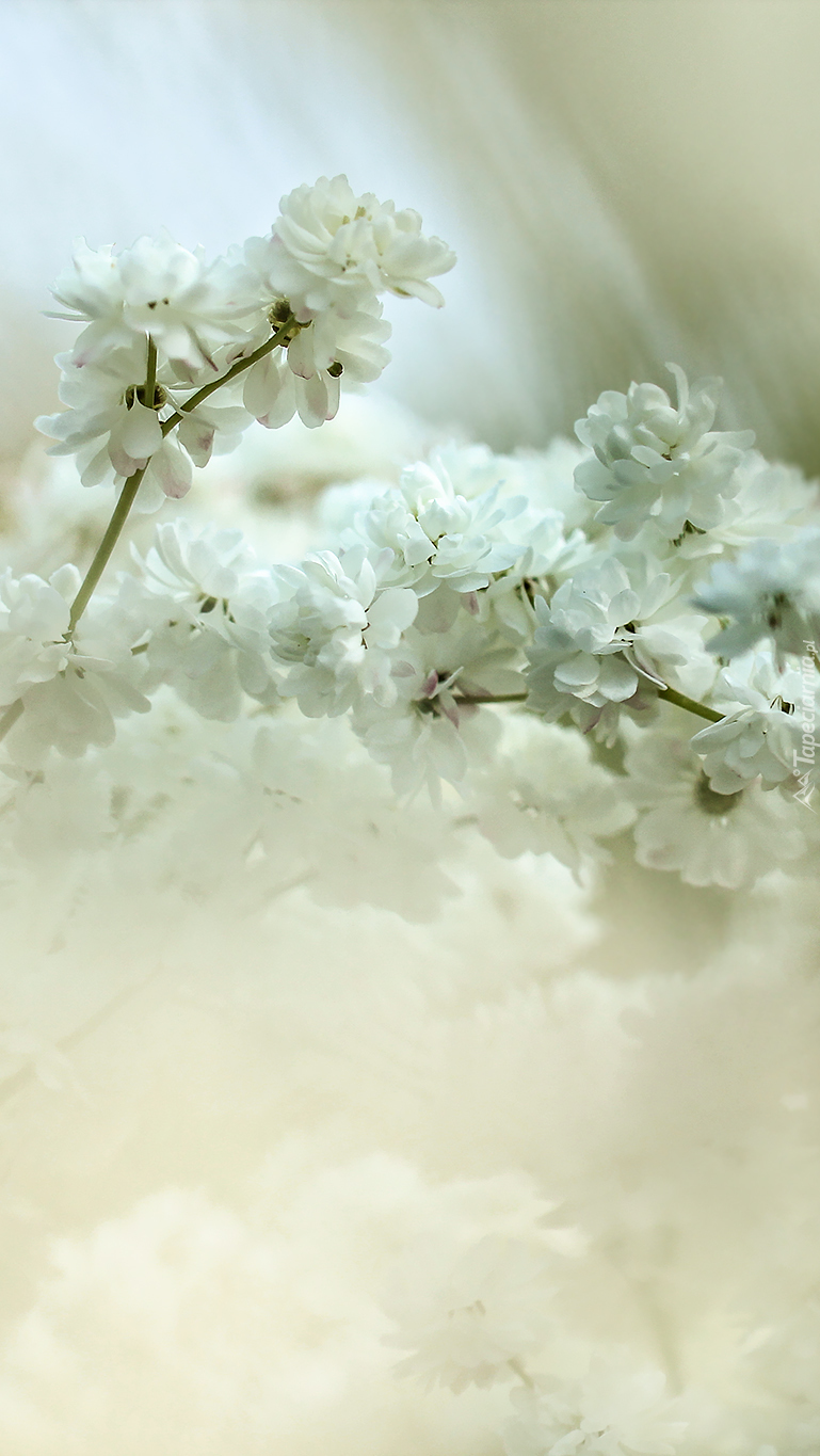 Krzew o białych kwiatach